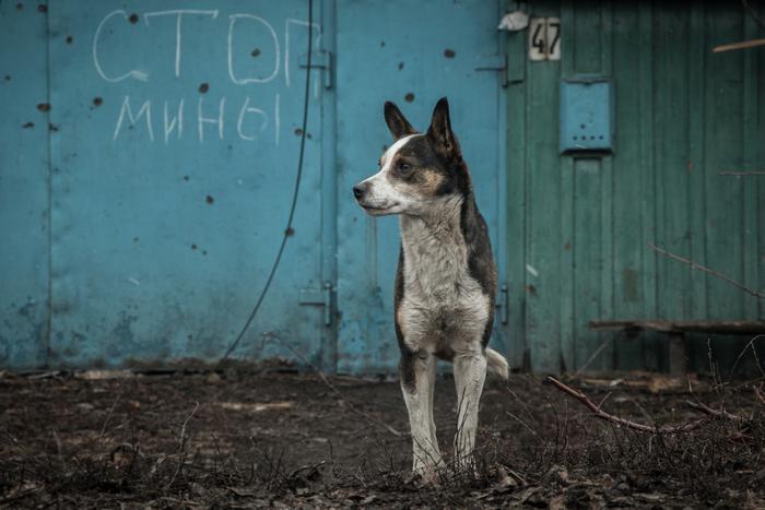 Зоозащитники из Волгограда помогут зоопаркам и приютам Донбасса
