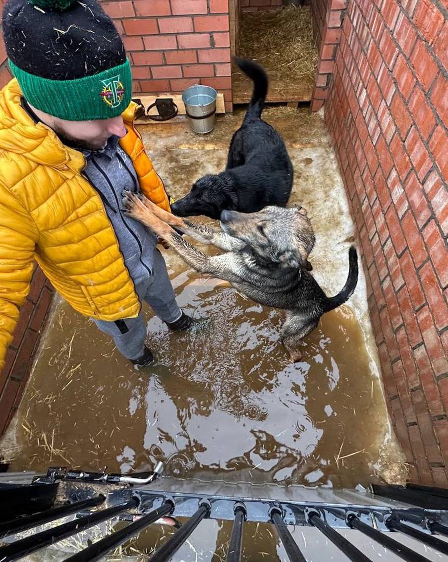 "Воду выгребали вёдрами". Приют с собаками в ТиНАО затопило