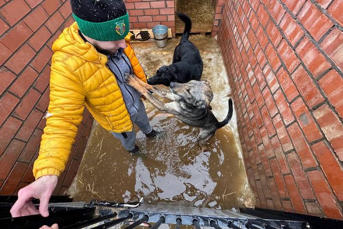 "Воду выгребали вёдрами". Приют с собаками в ТиНАО затопило