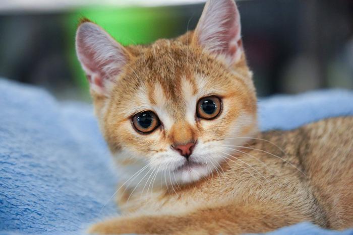 Впервые в мире учёные создали вакцину от аллергии на кошек. И многие смогут реализовать свою мечту и наконец завести котика