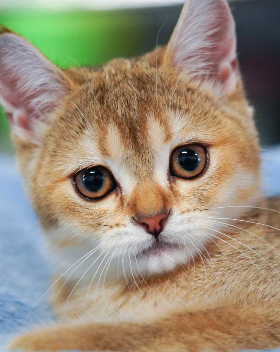 Впервые в мире учёные создали вакцину от аллергии на кошек. И многие смогут реализовать свою мечту и наконец завести котика