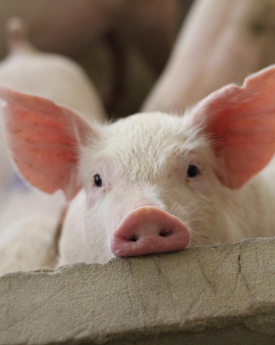 В Красноярском крае ввели карантин из-за опасной африканской чумы у свиней