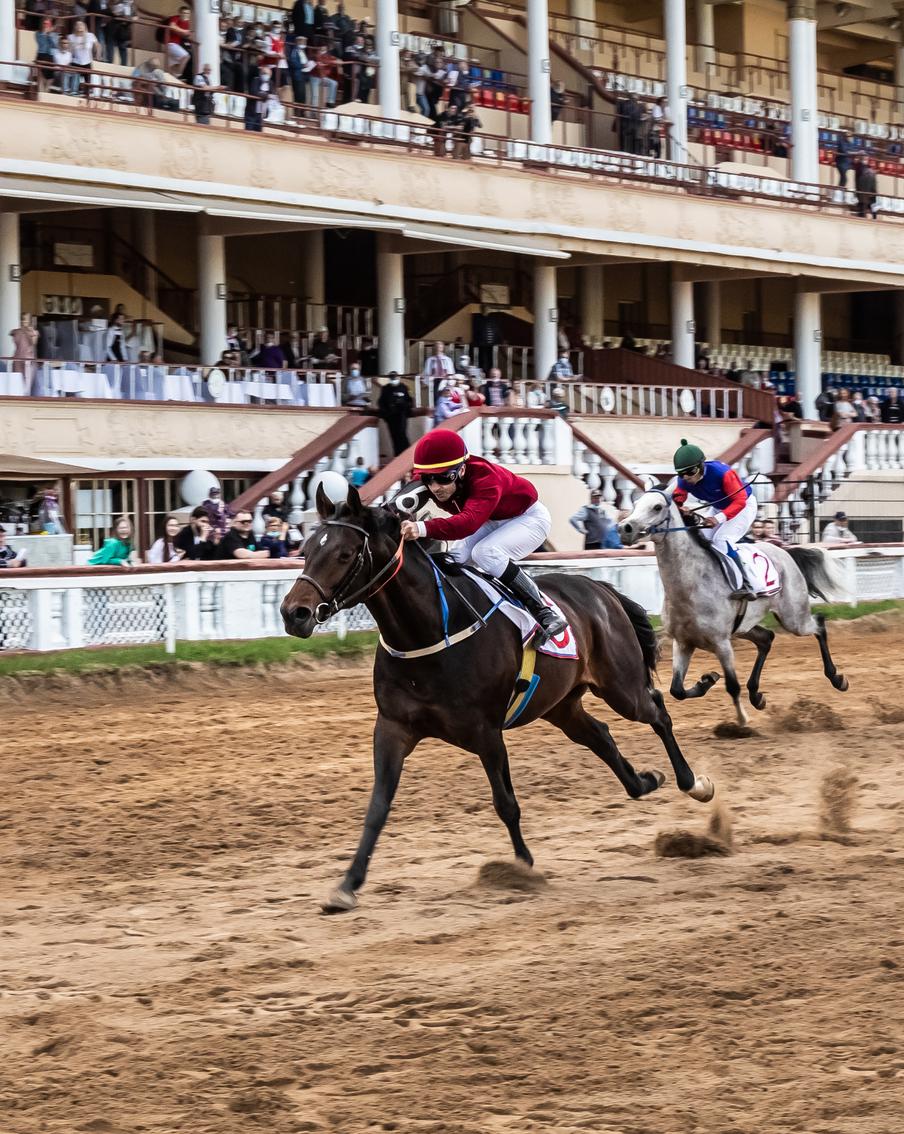 Реконструкция Московского ипподрома не приведёт к уничтожению коневодства