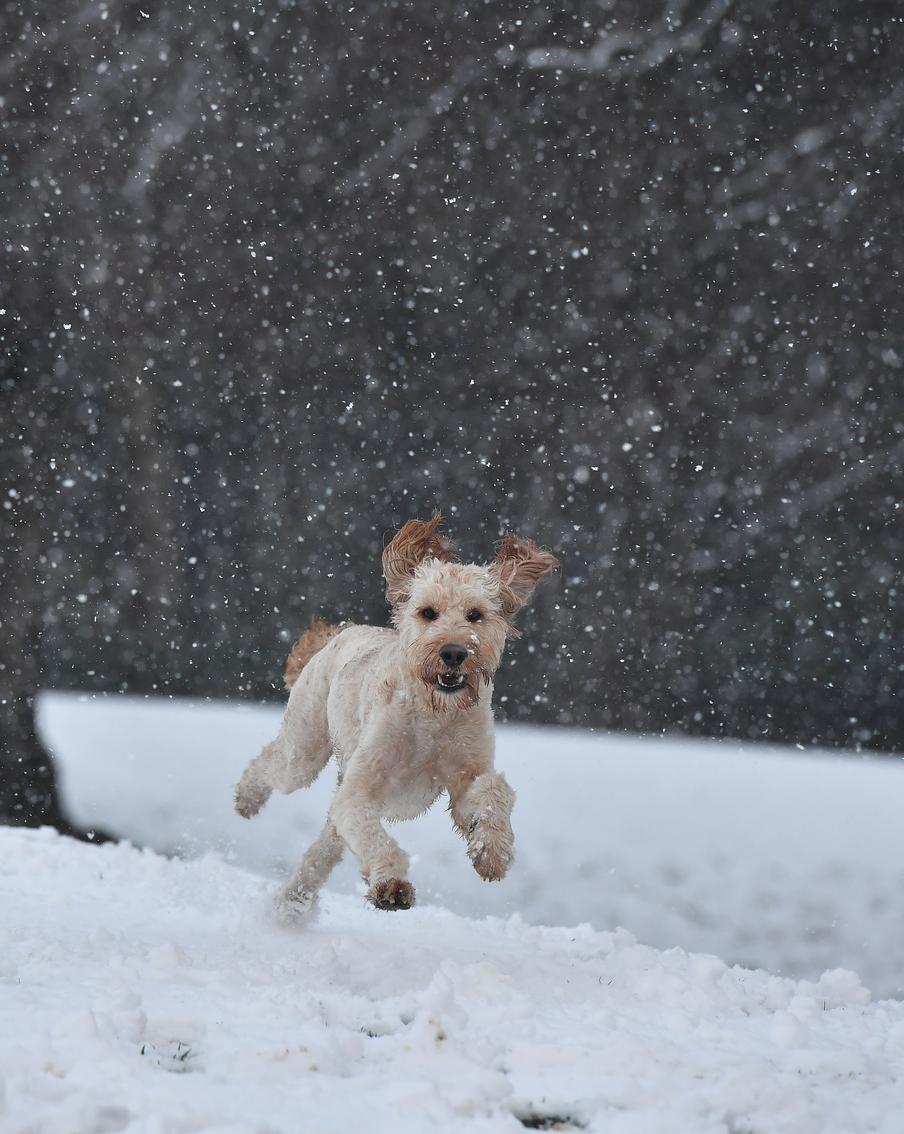Учёные обнаружили у людей и собак общие симптомы при тревожном расстройстве