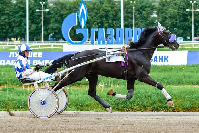 Грядущая реконструкция Московского ипподрома вызвала массовые протесты у владельцев лошадей