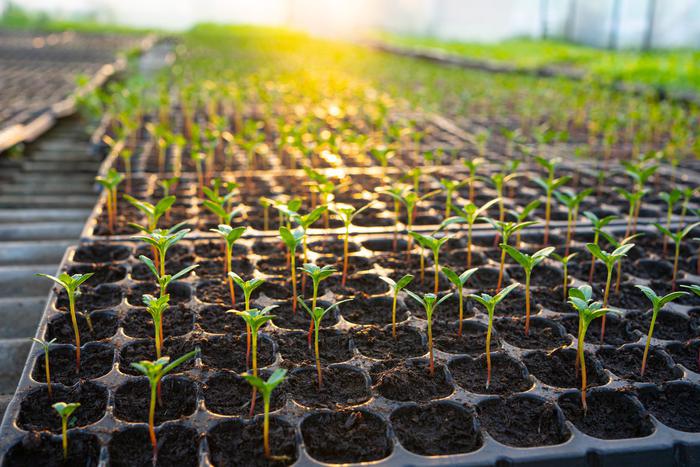 В подмосковных тепличных комплексах начали высаживать рассаду для летнего сезона