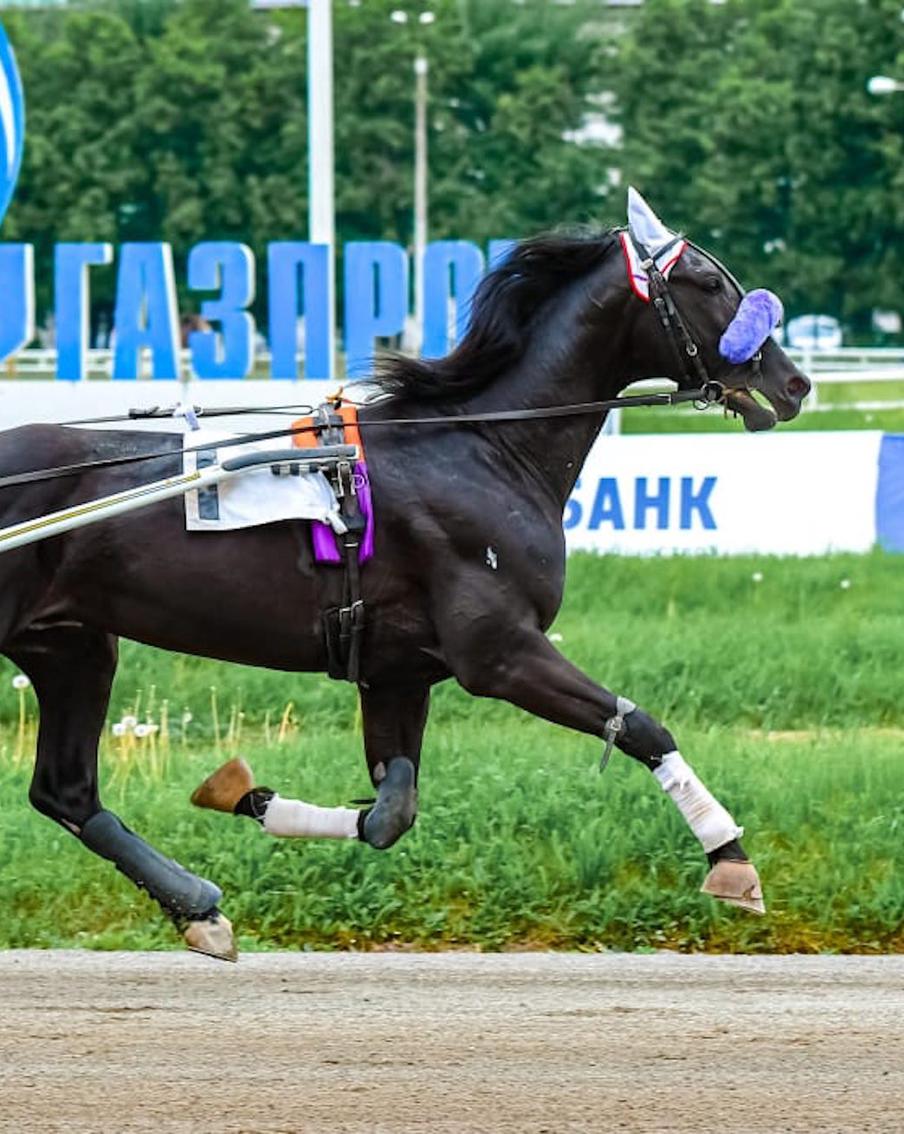 Грядущая реконструкция Московского ипподрома вызвала массовые протесты у владельцев лошадей