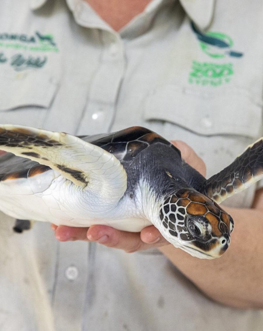 В московском зоопарке впервые родилась лучистая черепаха