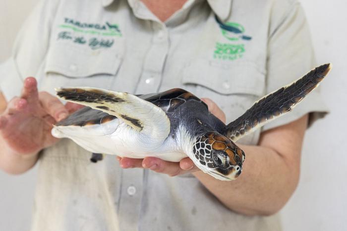 В московском зоопарке впервые родилась лучистая черепаха