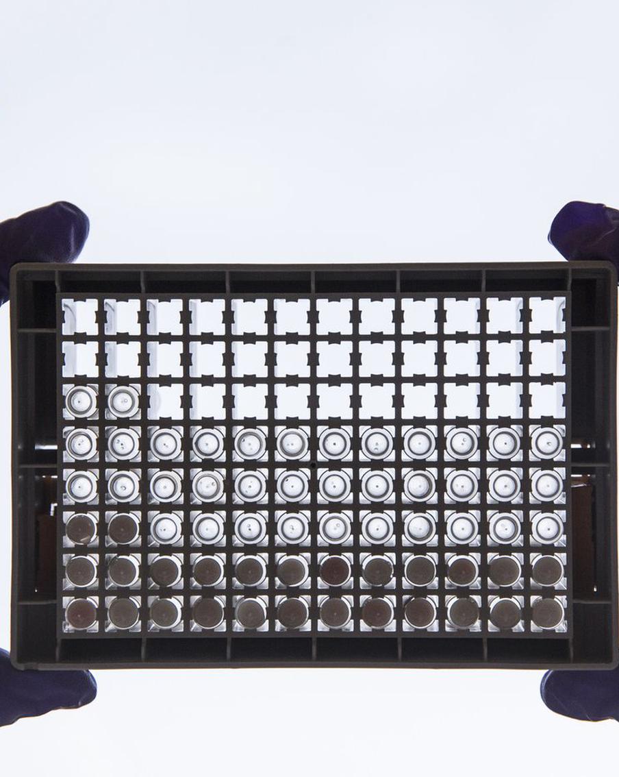 Учёные из МГУ смогли отменить "программу смерти" в организме