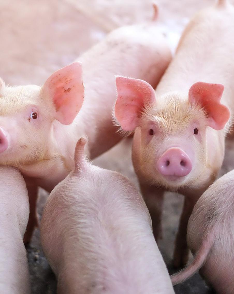 Россиян напугали новости о сибирской язве. Metro узнало, что это за заболевание и как его избежать