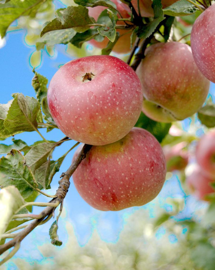 Омолаживающие процедуры нужны не только для кожи лица. Ещё на них очень рассчитывают плодовые деревья в вашем саду