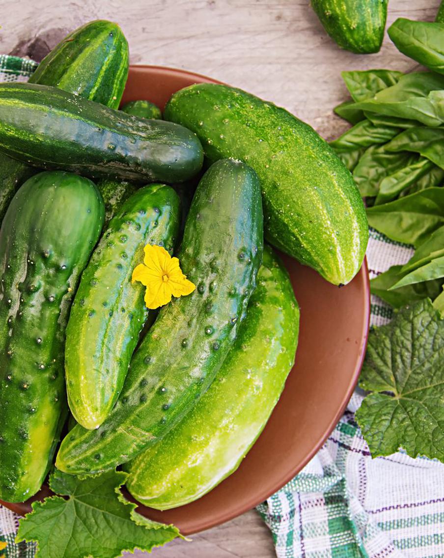 Тропическое растение огурец требует тепла и еды. Чем его подкармливать и как спасти от вредителя