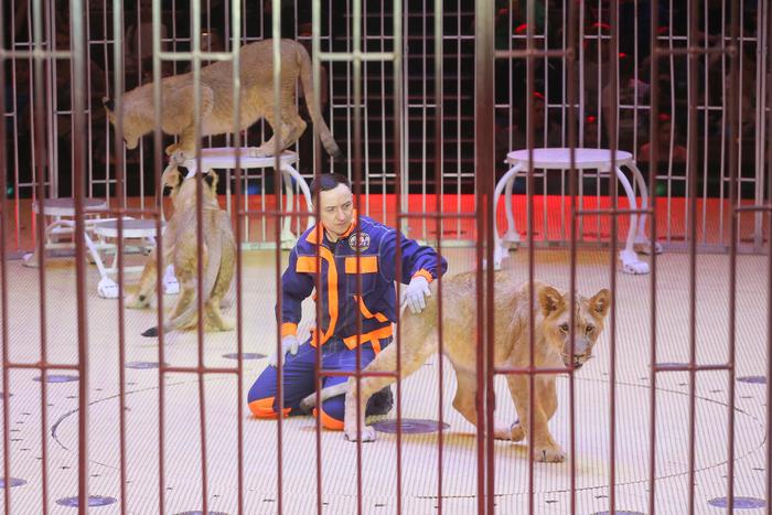 Малыши не испугались столичного зрителя: Большой Московский цирк впервые показал 10-месячных львят