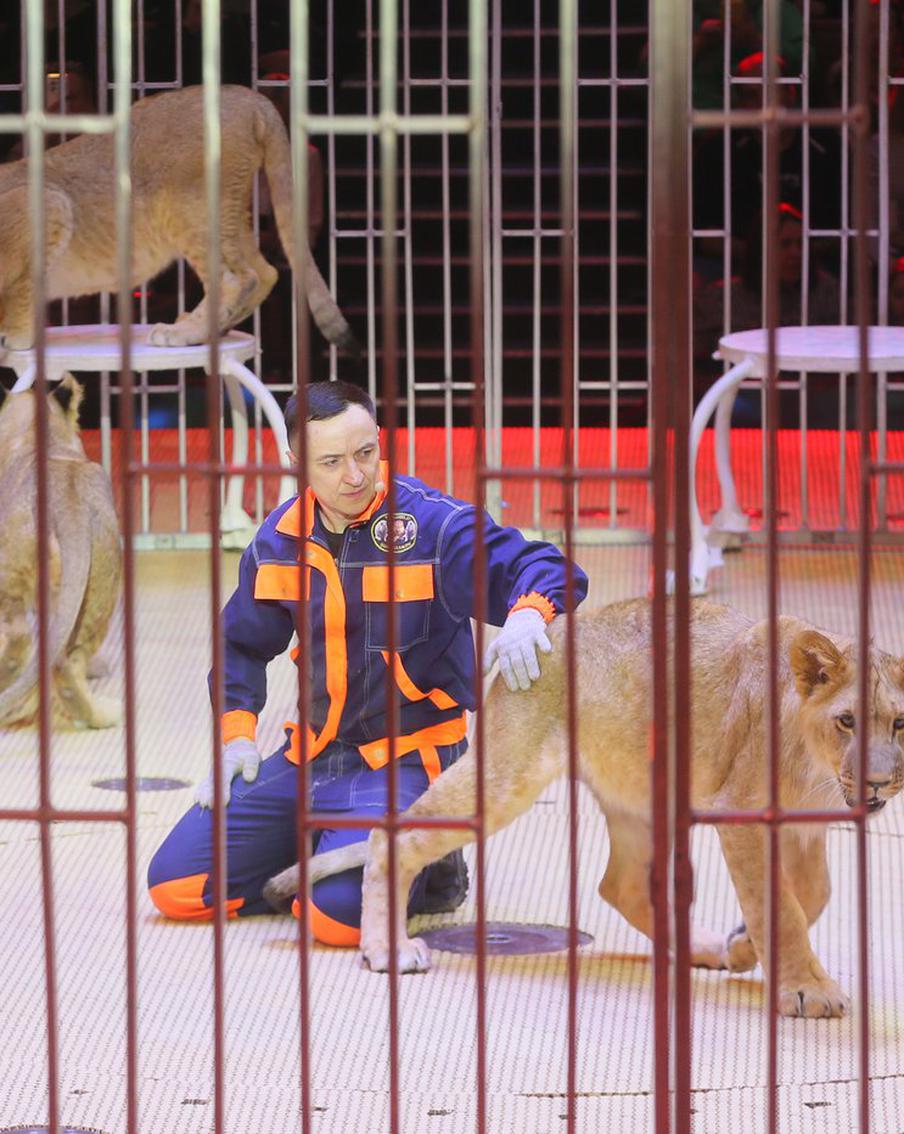 Малыши не испугались столичного зрителя: Большой Московский цирк впервые показал 10-месячных львят