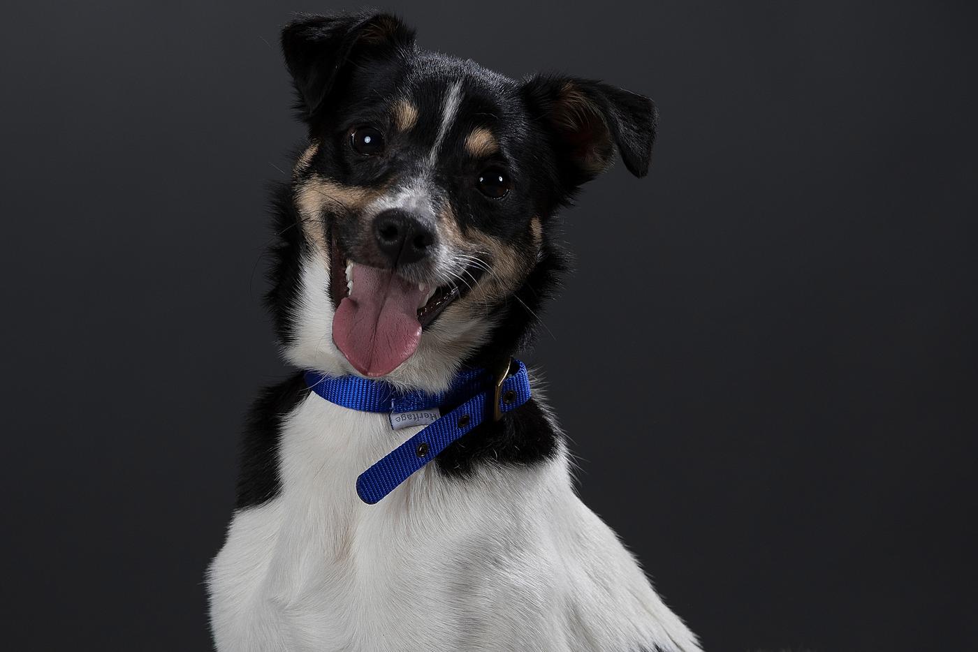 Ветеринарные врачи из Москвы провели сложную операцию