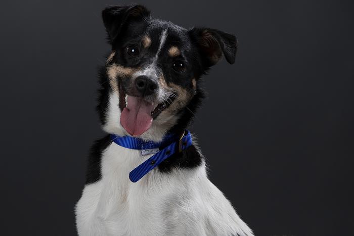 Ветеринарные врачи из Москвы провели сложную операцию