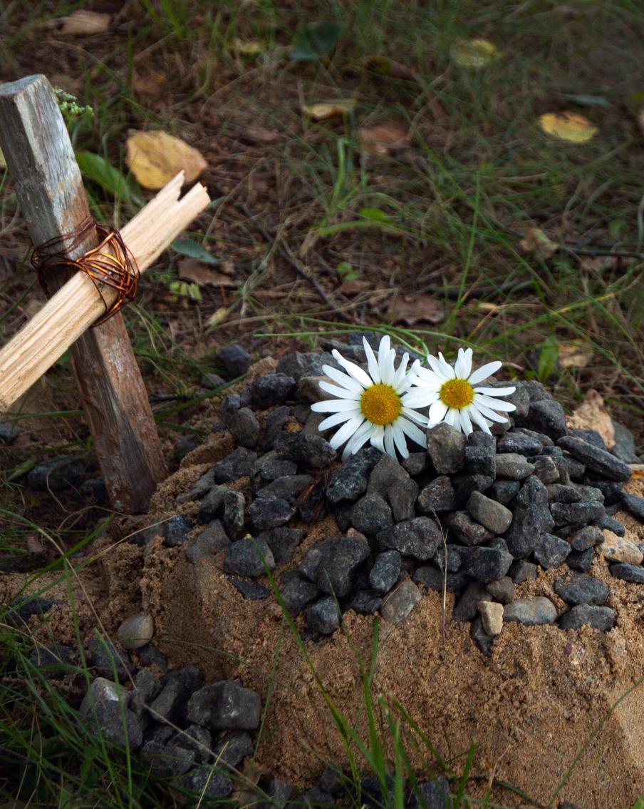 В России умер самый старый кот