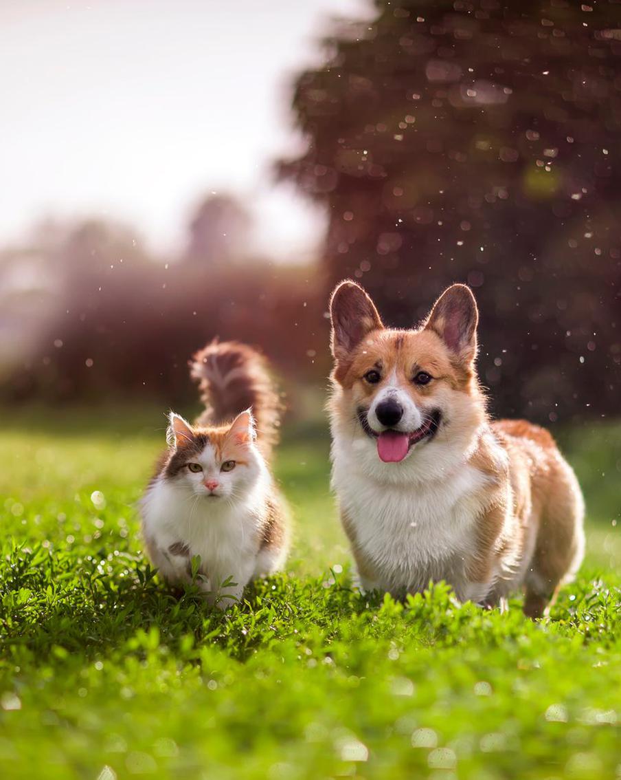 Недостаток витамина В1 в организме вашего питомца может испортить ему жизнь. Так что всё внимание – на его питание