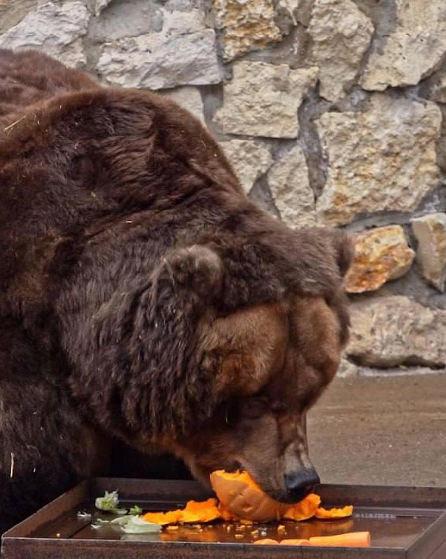 Весне дорогу в зоопарке! Аладдин и Роза очнулись ото сна