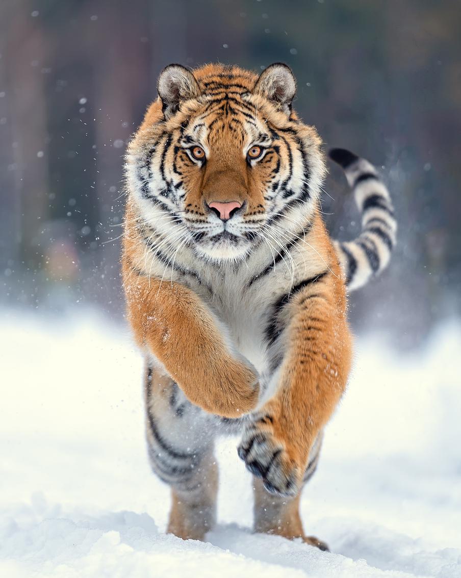 Спустя длительное время амурский тигр снова напал на человека