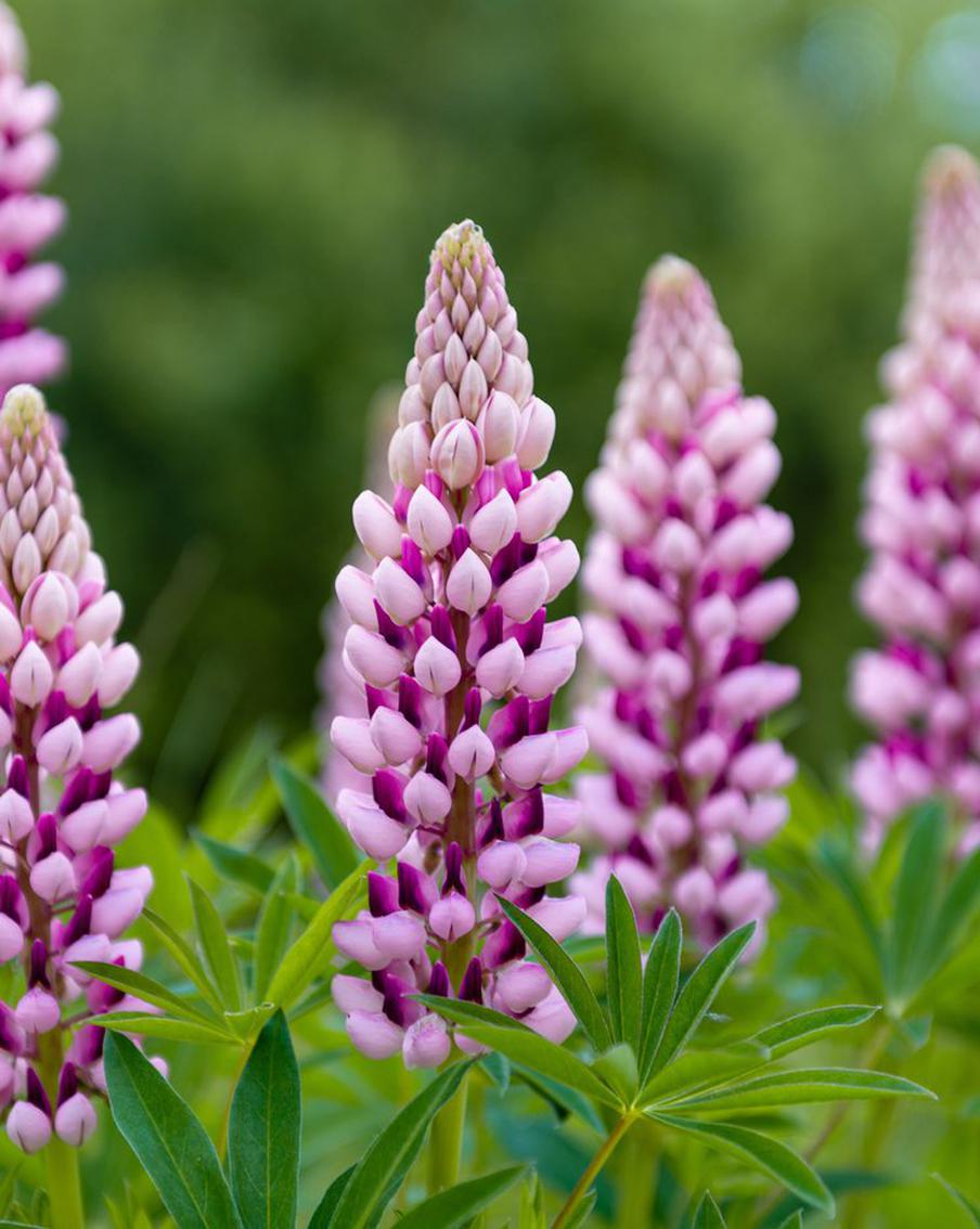 Какие дела в огороде нужно делать в апреле