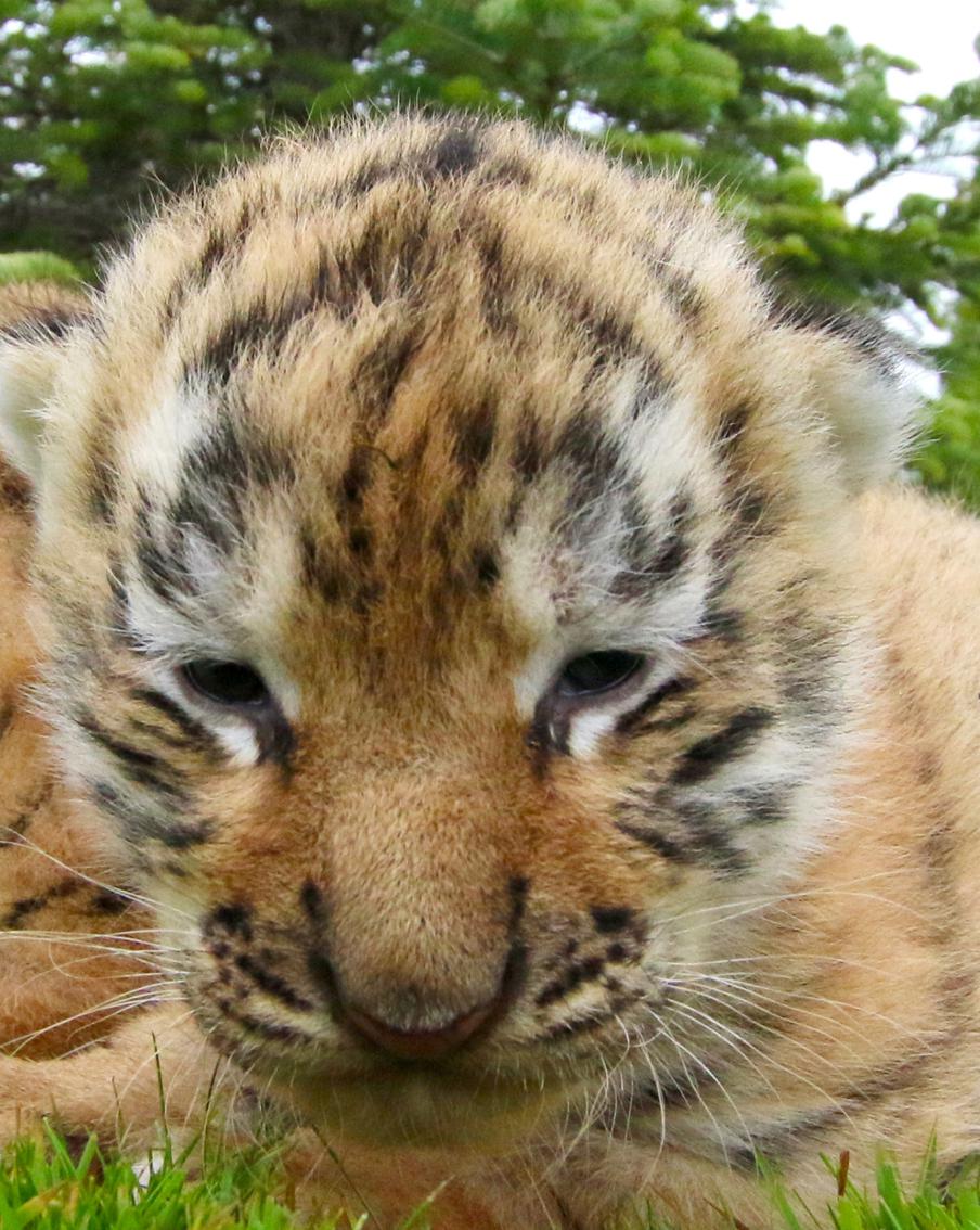 В парке "Тайган" у амурской тигрицы родились малыши