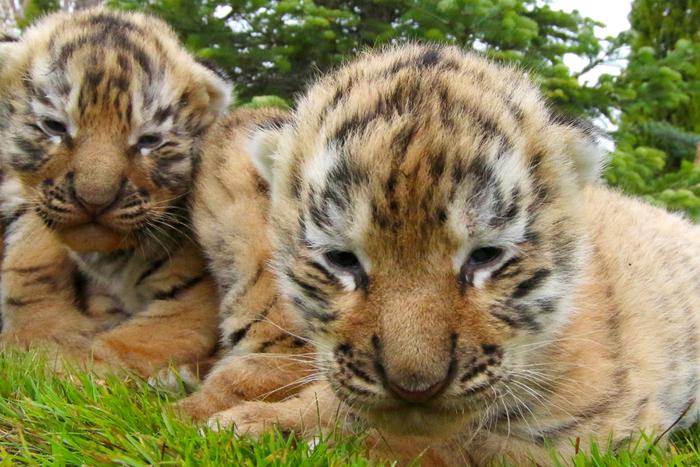В парке "Тайган" у амурской тигрицы родились малыши