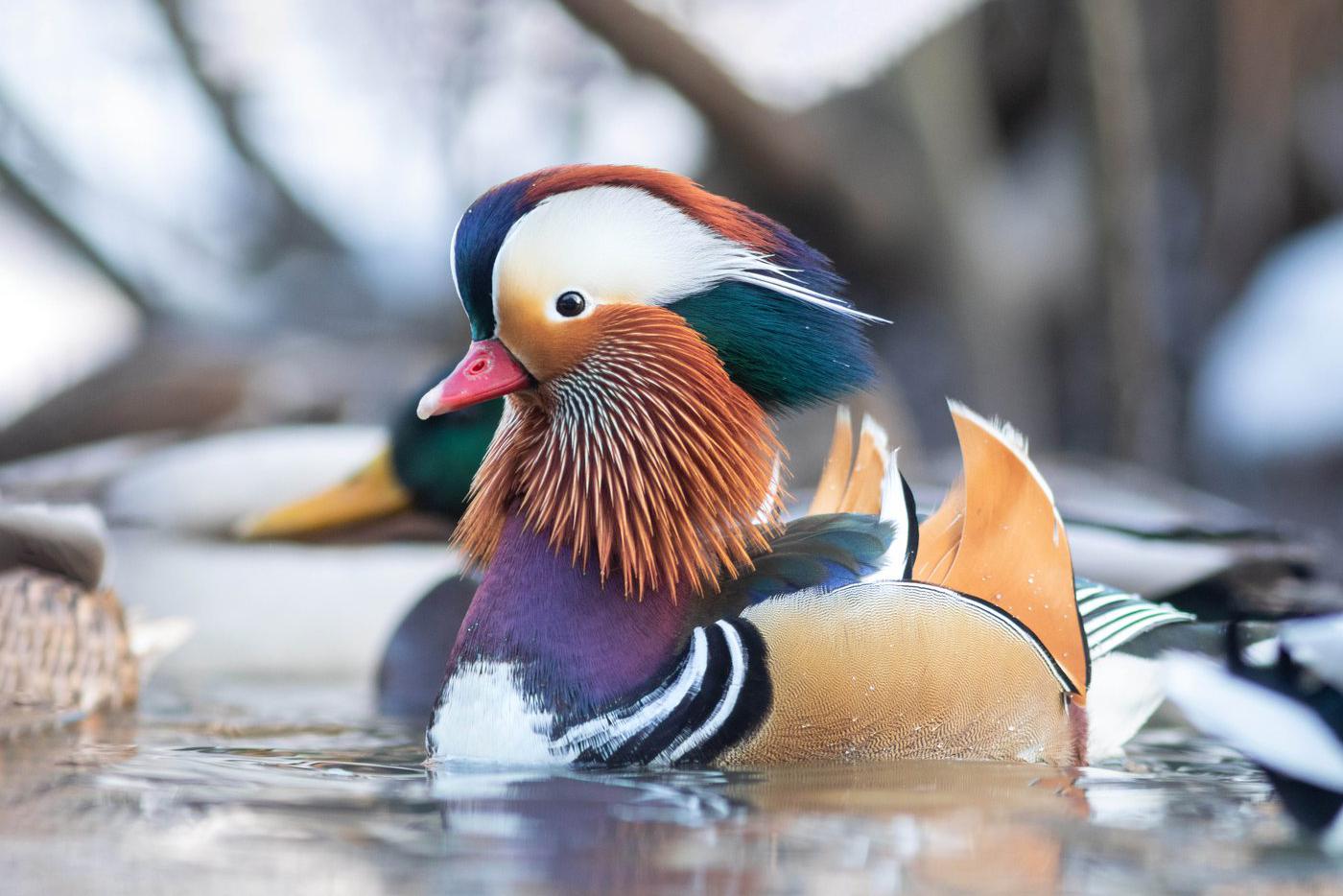 Утка-мандаринка.