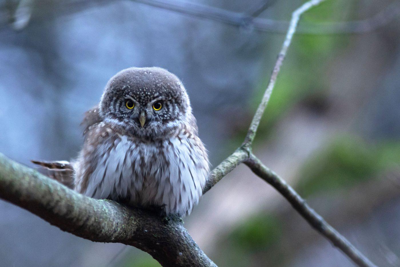 Воробьиный сыч