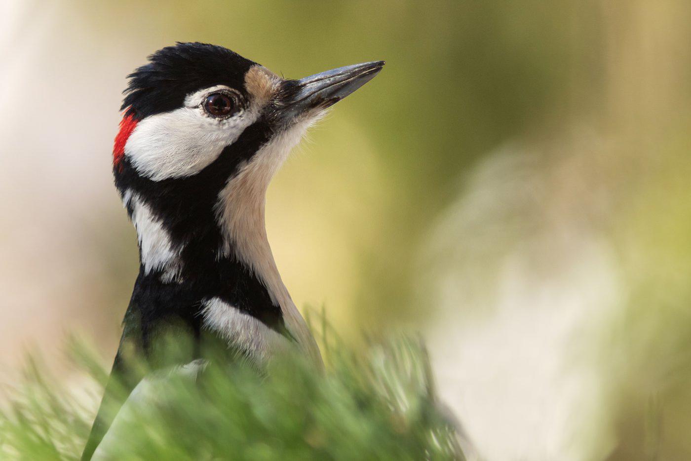 Большой пёстрый дятел.