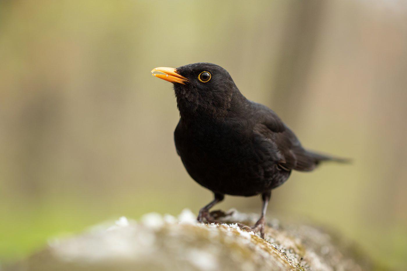 Чёрный дрозд