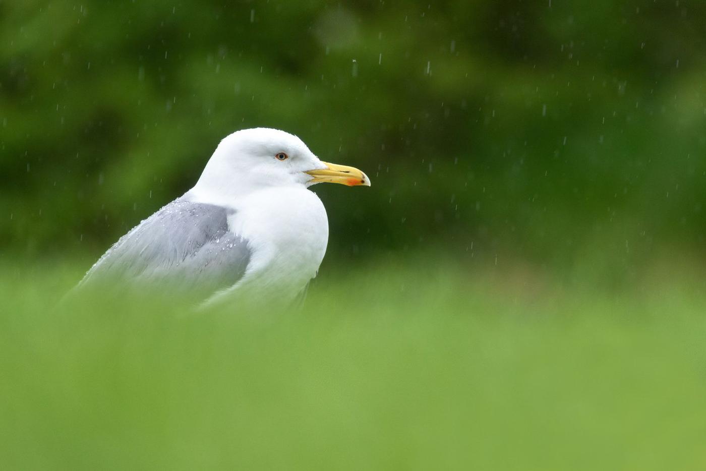 Серебристая чайка