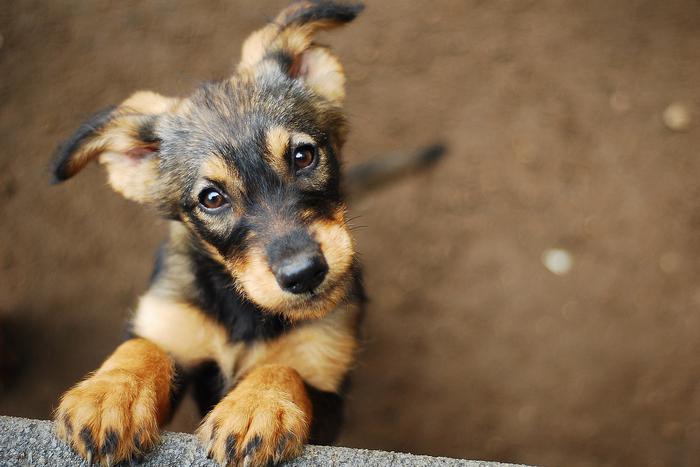 Илона Броневицкая рассказала, кто виноват в нападении собак на людей в Астрахани