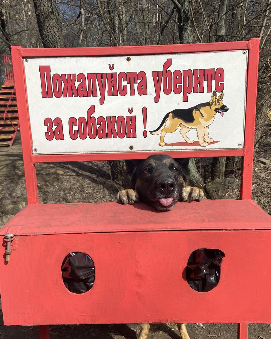 "Я тебе этот пакет знаешь куда засуну?" Сокольники хотят закрыть для собачников