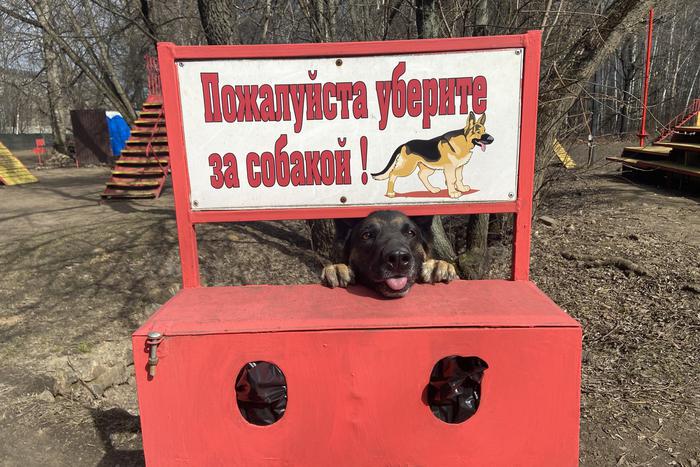 "Я тебе этот пакет знаешь куда засуну?" Сокольники хотят закрыть для собачников