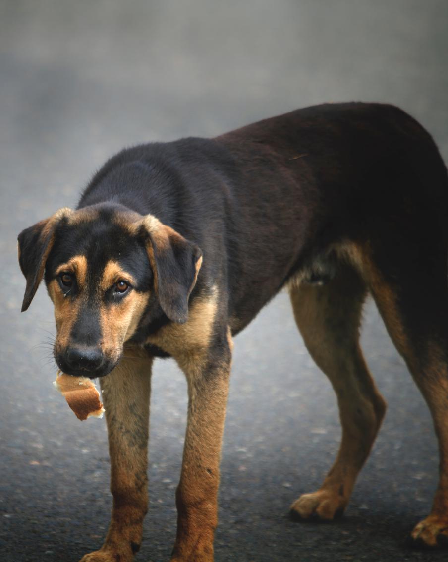 Бродячих собак окружает множество мифов. Президент Российской кинологической федерации рассказал, обоснованы они или нет