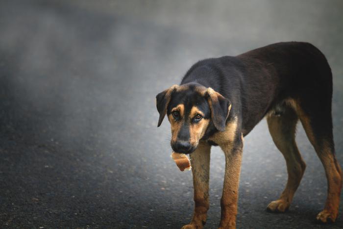 Бродячих собак окружает множество мифов. Президент Российской кинологической федерации рассказал, обоснованы они или нет