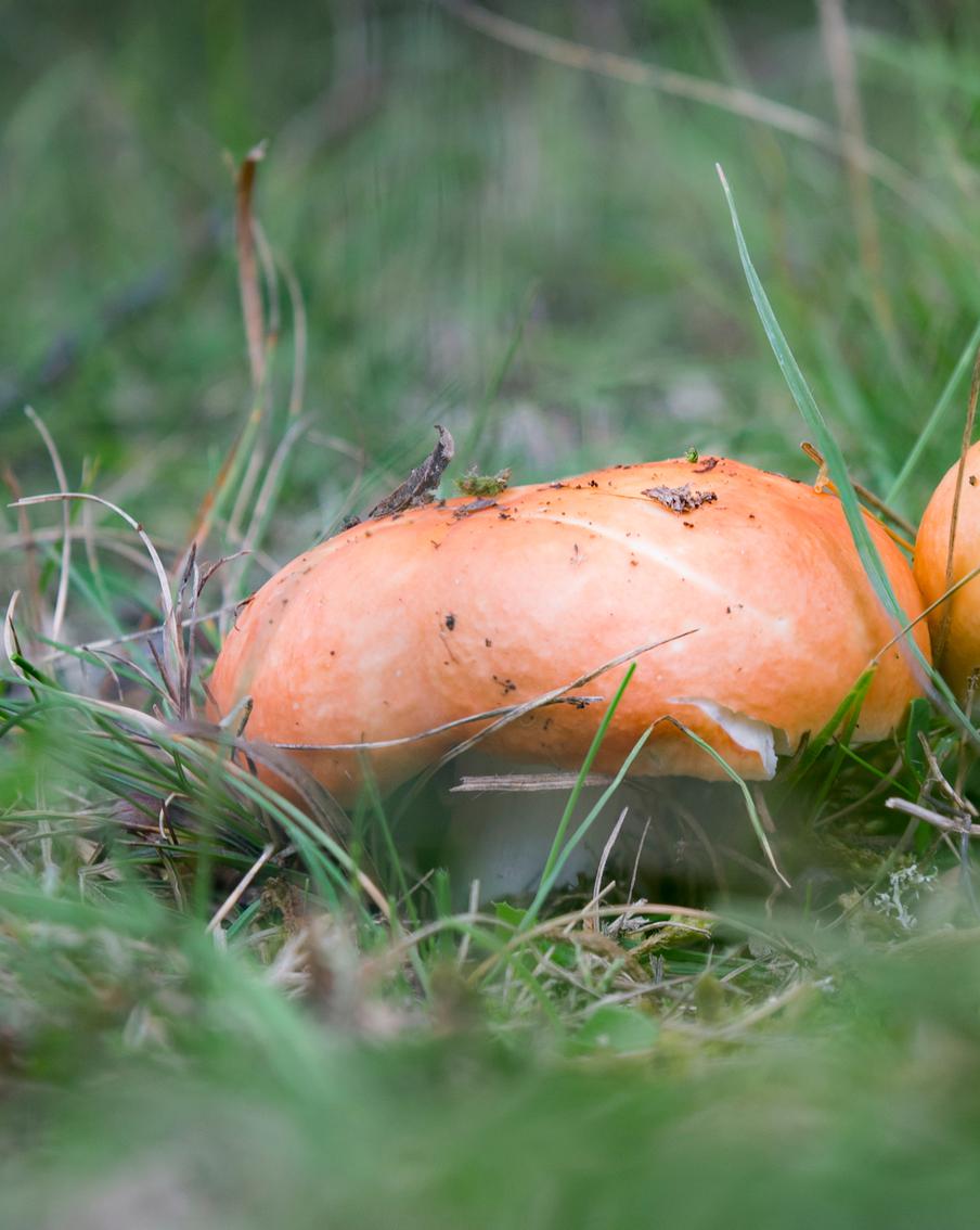 Грибы ищут – по лесу рыщут: в России ввели уголовку за сбор краснокнижных грибов и растений
