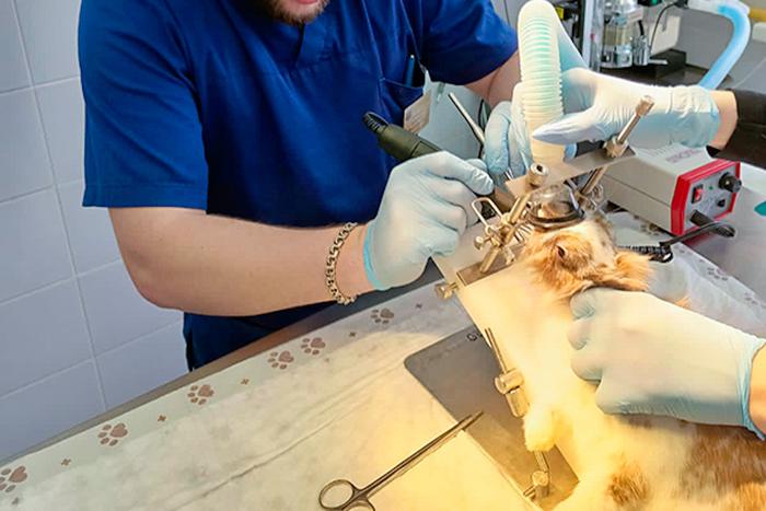 На московской станции появился первый хирургический стол для грызунов