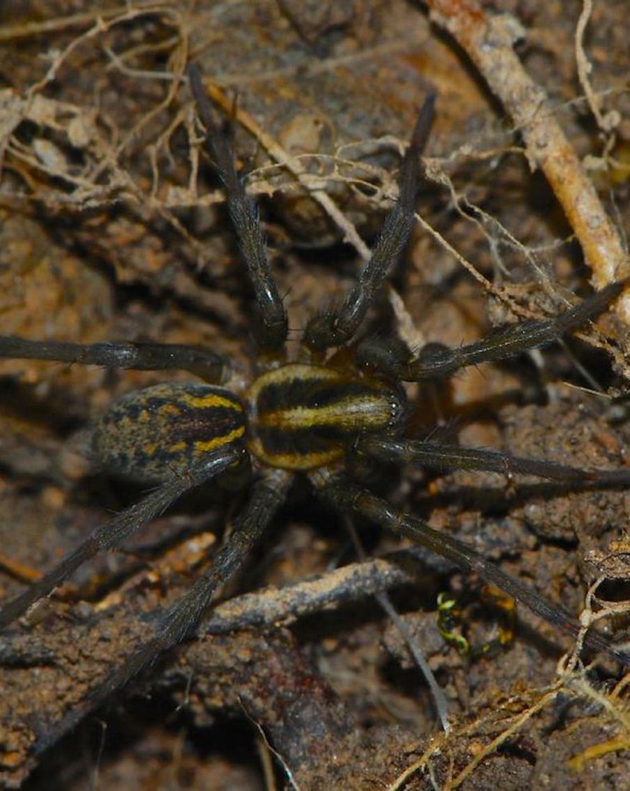 От жаб-недотрог до "мёртвых" паучих: как совокупляются в мире животных