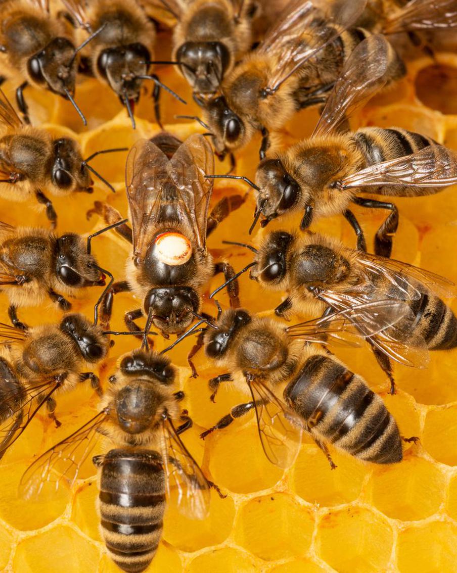 Пчёлы пробудились ото сна. Эксперт рассказал Metro интересные факты об этих насекомых