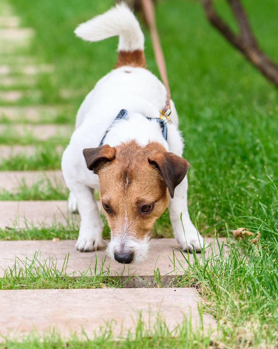 Почему собака подбирает на улице и как этого избежать