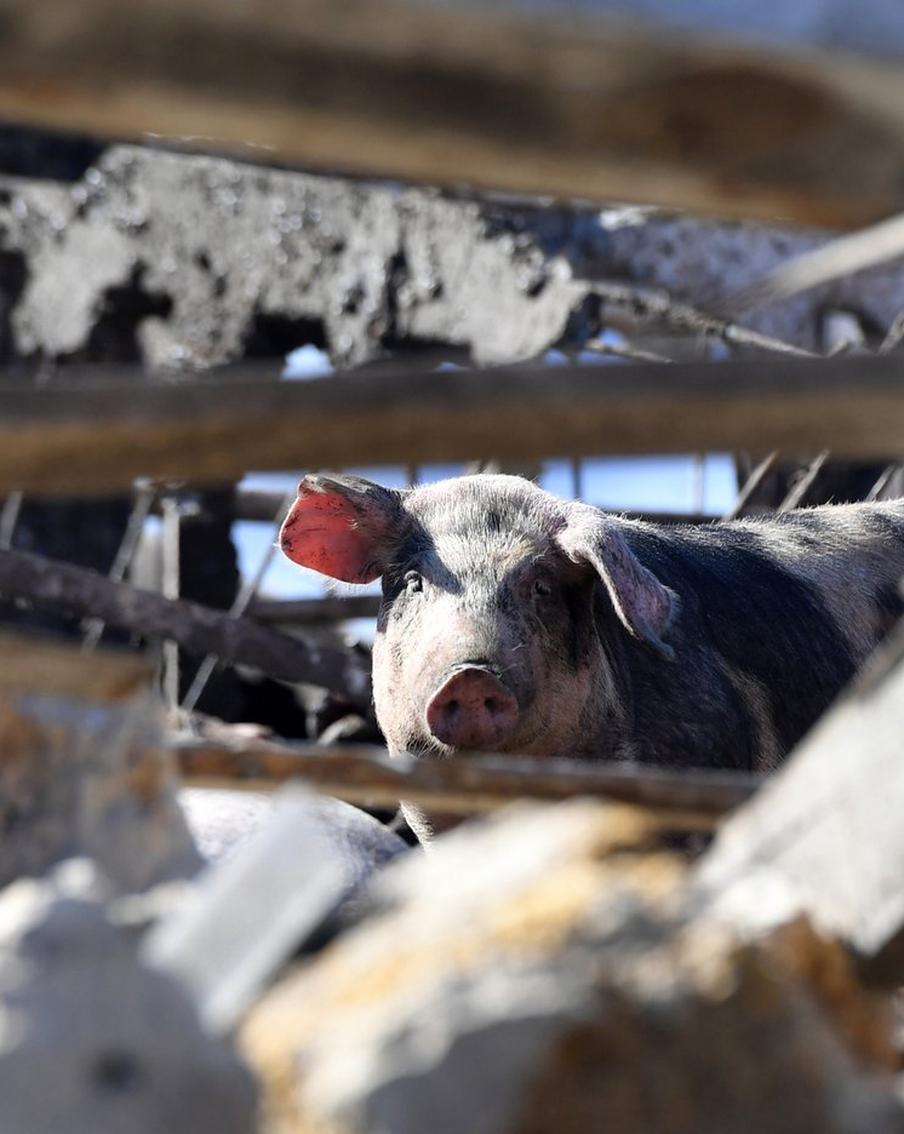 Украинский беспилотник упал на свинокомплекс в Белгородской области и взорвался