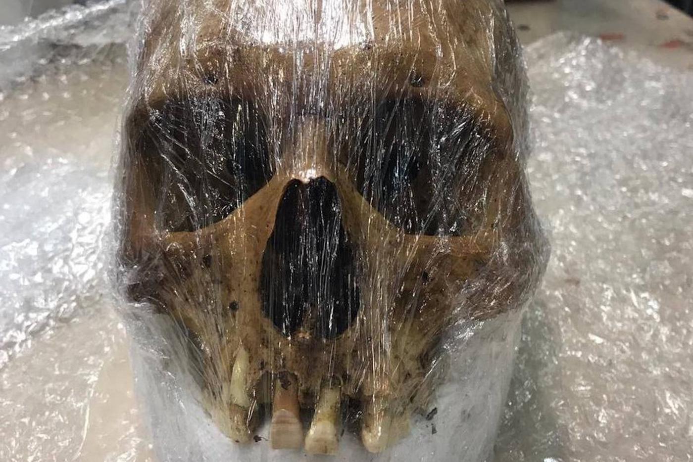 Наркотический коктейль, чучела птиц и череп: что необычного находят таможенники в посылках