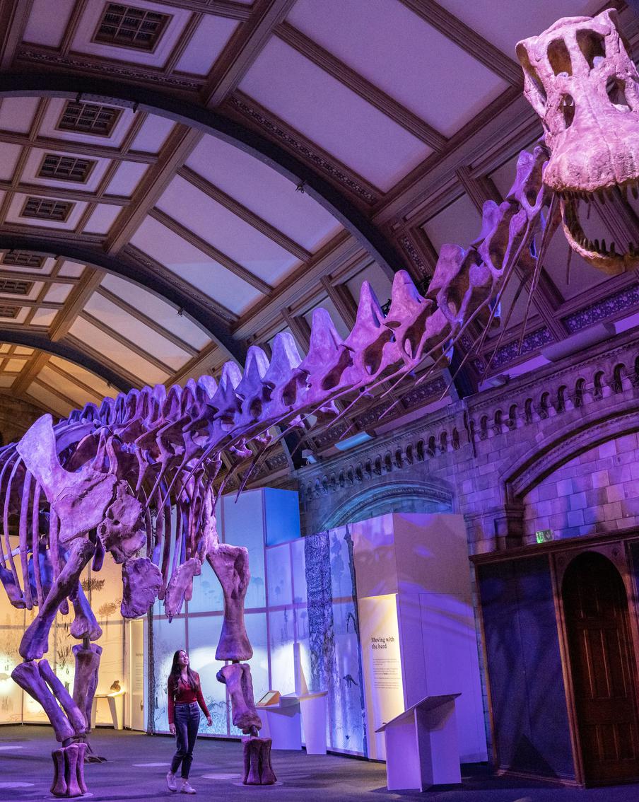 Копию скелета самого крупного динозавра впервые привезли в Европу. Для транспортировки понадобилось целых два "Боинга"