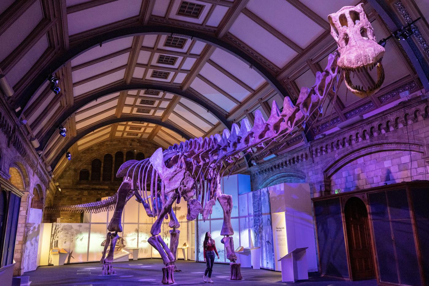 Копию скелета самого крупного динозавра впервые привезли в Европу. Для транспортировки понадобилось целых два "Боинга"