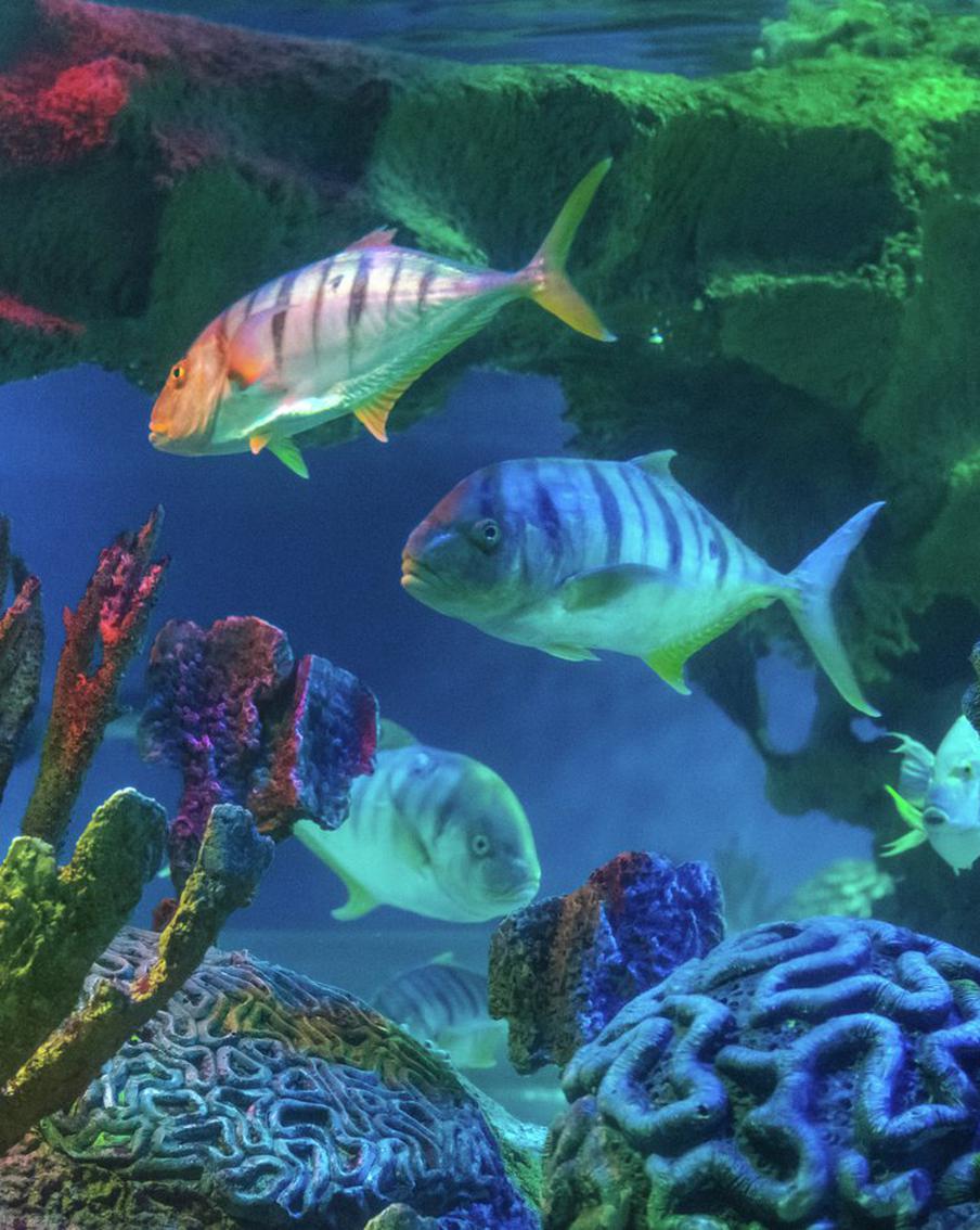 В Приморском океанариуме учёные провели удачный эксперимент