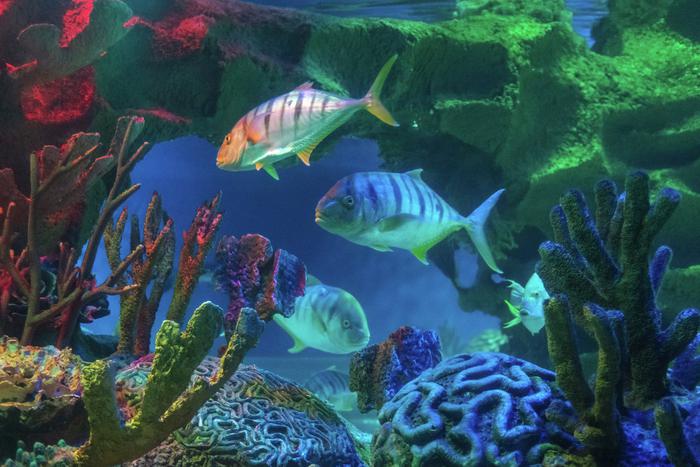 В Приморском океанариуме учёные провели удачный эксперимент