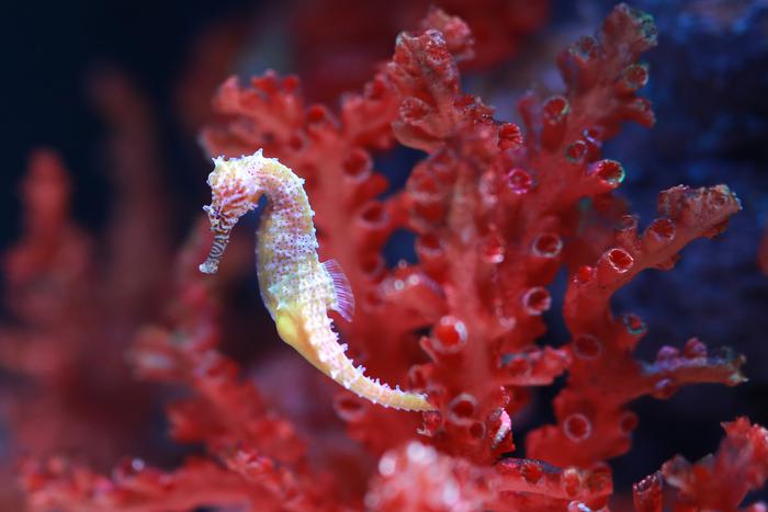 Учёные выяснили, что морские коньки всасывают живых существ за секунду